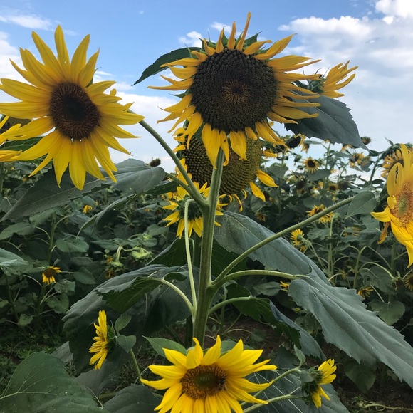 Meet your Posher, Janice - Picture 1 of 1